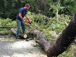 How Our Tree Care Process Works  in  Mira Monte, CA